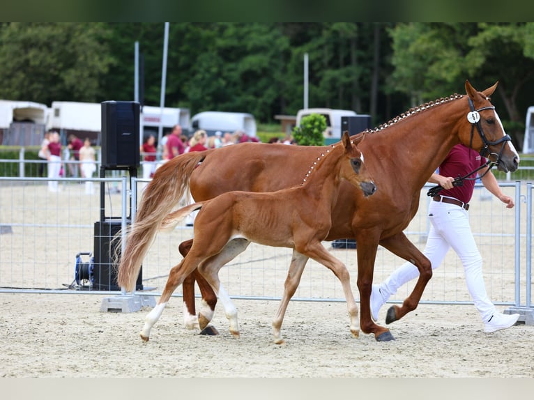 Duits sportpaard Hengst veulen (06/2024) Vos in Moritzburg