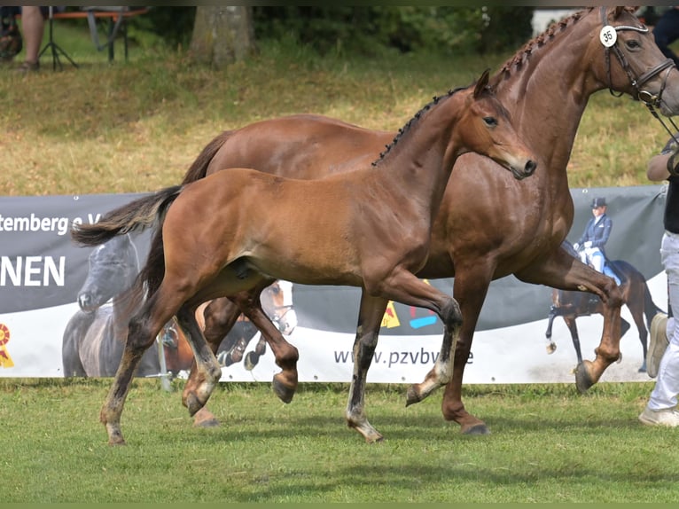 Duits sportpaard Hengst Veulen (04/2025) Zwart in Gomadingen