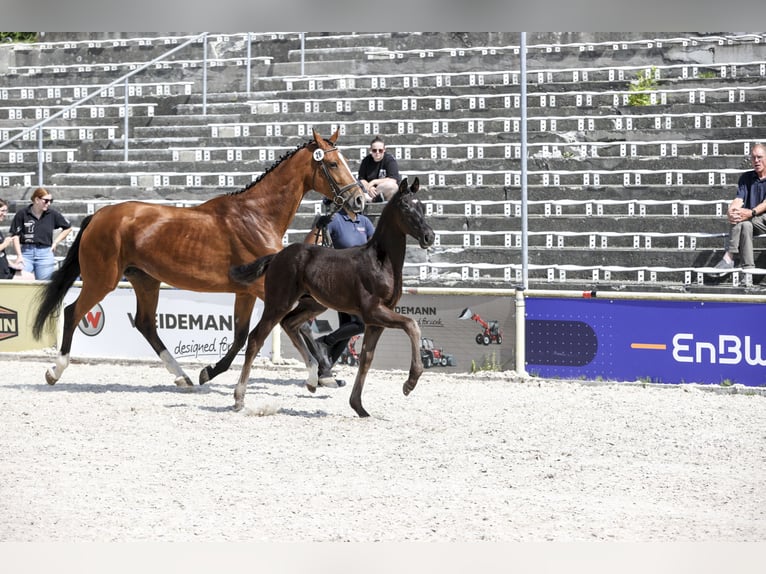 Duits sportpaard Hengst Veulen (03/2025) Zwartbruin in Fronhofen