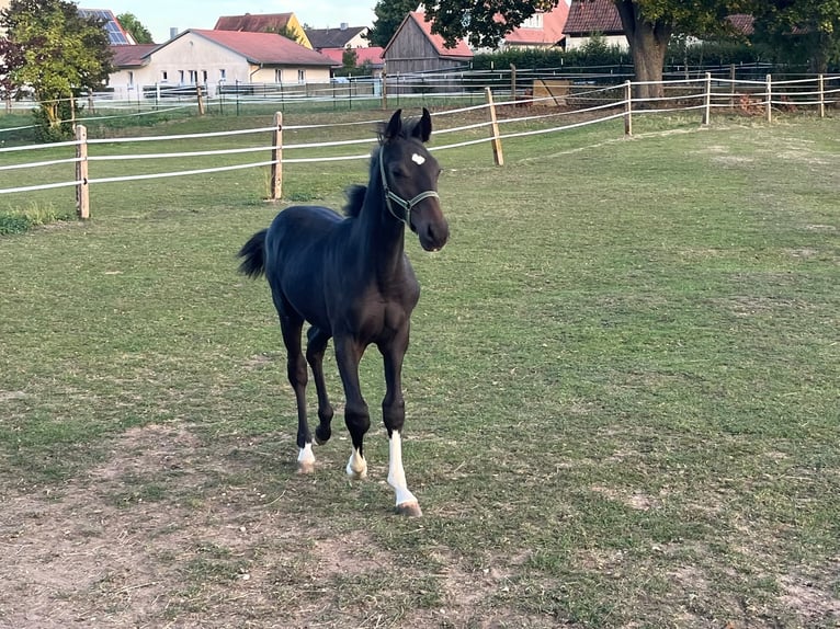 Duits sportpaard Hengst Veulen (04/2026) Zwartbruin in Gunzenhausen