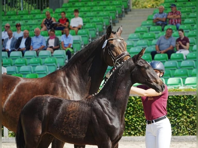 Duits sportpaard Hengst Veulen (02/2026) Zwartbruin in Horka