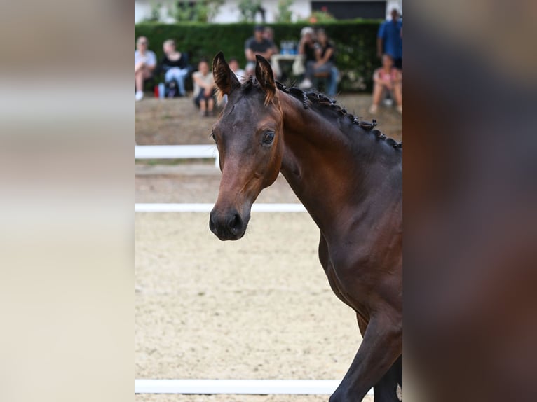 Duits sportpaard Hengst Veulen (04/2026) Zwartbruin in Lintach
