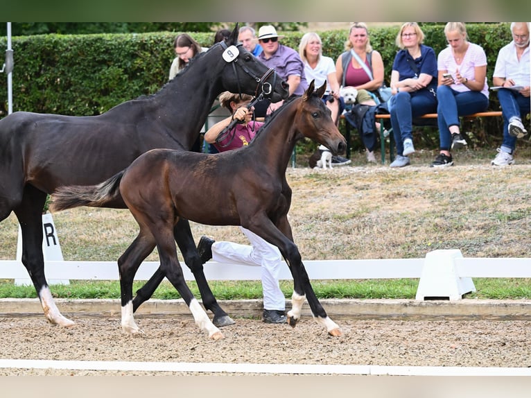 Duits sportpaard Hengst Veulen (04/2026) Zwartbruin in Lintach