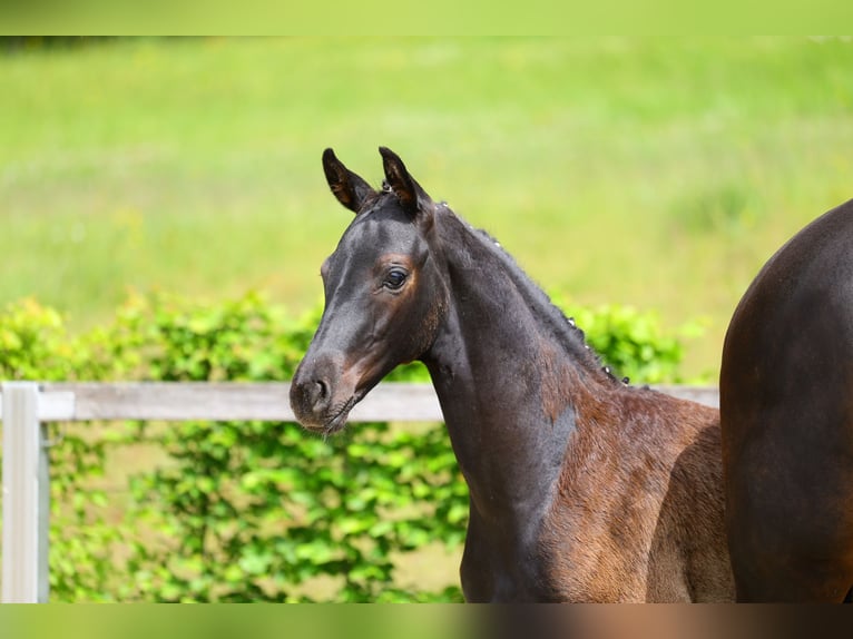 Duits sportpaard Hengst Veulen (03/2026) Zwartbruin in Moritzburg