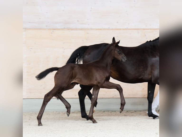 Duits sportpaard Hengst Veulen (05/2026) Zwartbruin in Moritzburg