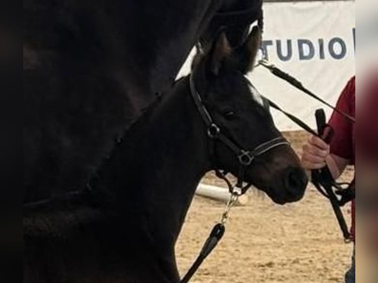 Duits sportpaard Hengst Veulen (05/2026) Zwartbruin in Schönebeck (Elbe)