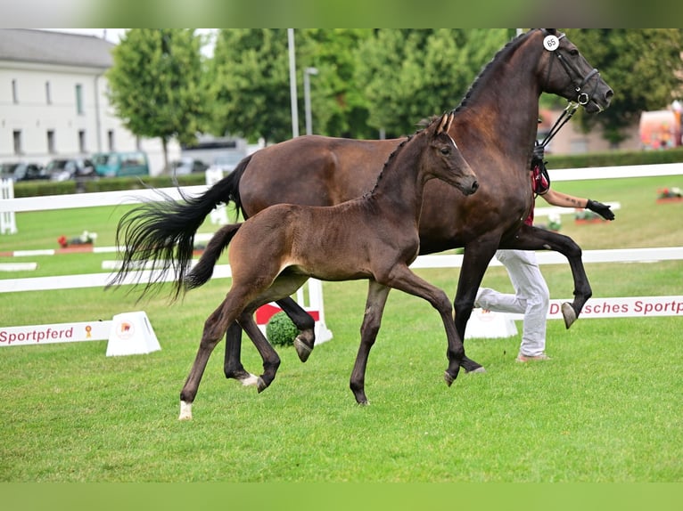 Duits sportpaard Hengst Veulen (05/2026) Zwartbruin in Schönebeck (Elbe)