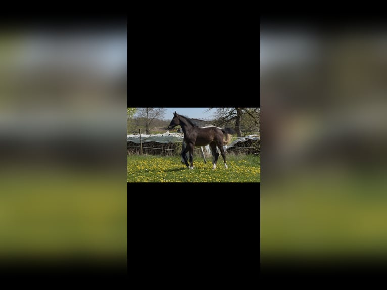 Duits sportpaard Hengst Veulen (02/2026) Zwartschimmel in ObersontheimObersontheim