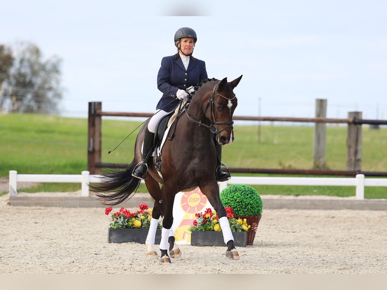 Duits sportpaard Merrie 10 Jaar 160 cm Bruin in Gomadingen