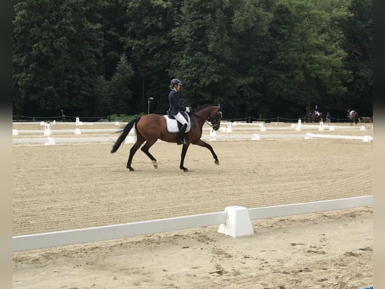 Duits sportpaard Merrie 10 Jaar 160 cm Bruin in Glaubitz