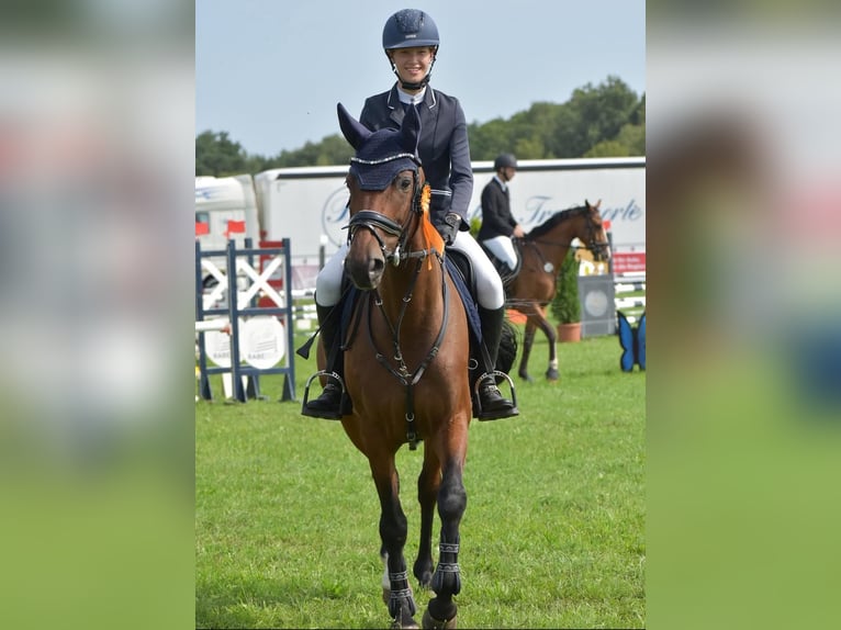 Duits sportpaard Merrie 10 Jaar 160 cm Bruin in Glaubitz