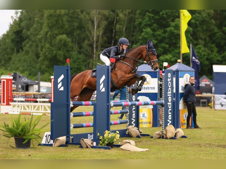 Duits sportpaard Merrie 10 Jaar 160 cm Bruin in Glaubitz