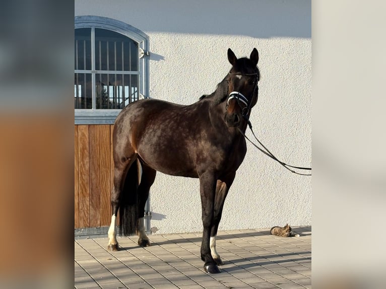 Duits sportpaard Merrie 10 Jaar 160 cm Donkerbruin in Westerheim