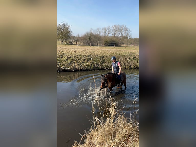 Duits sportpaard Merrie 10 Jaar 160 cm Donkerbruin in Neustadt Dosse