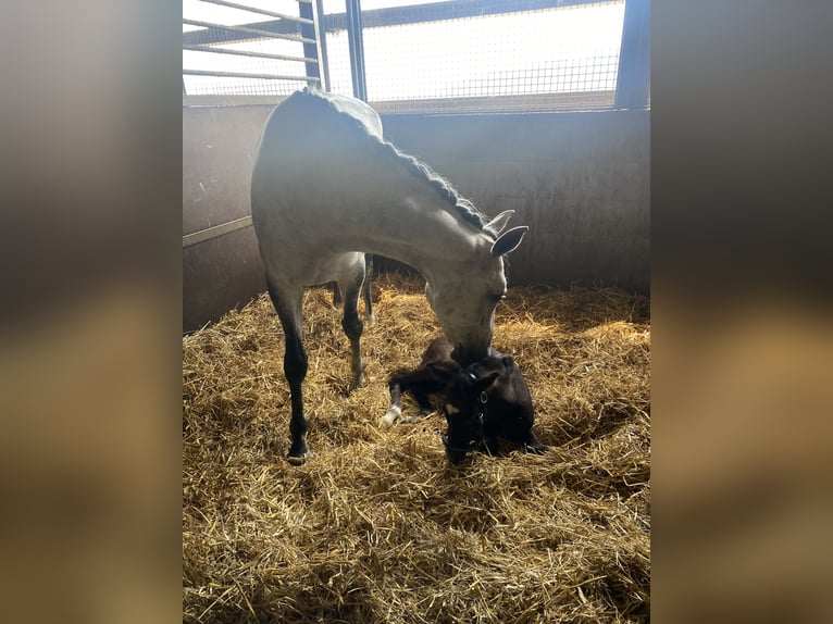 Duits sportpaard Merrie 10 Jaar 160 cm Schimmel in Siegen