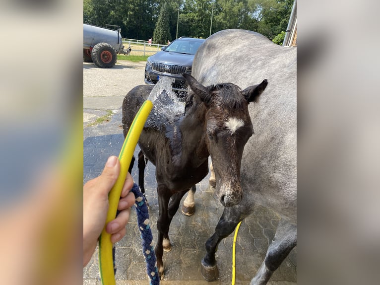 Duits sportpaard Merrie 10 Jaar 160 cm Schimmel in Siegen