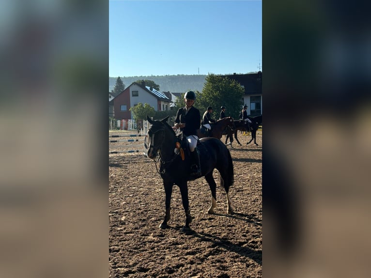 Duits sportpaard Merrie 10 Jaar 160 cm Zwartbruin in DörthDörth
