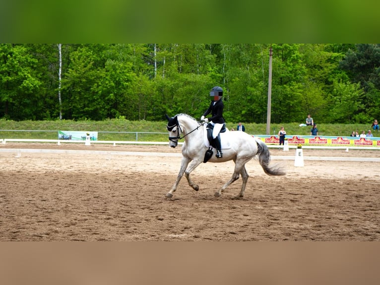 Duits sportpaard Merrie 10 Jaar 161 cm Schimmel in Klotzsche
