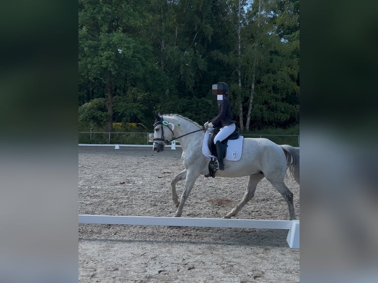 Duits sportpaard Merrie 10 Jaar 161 cm Schimmel in Klotzsche