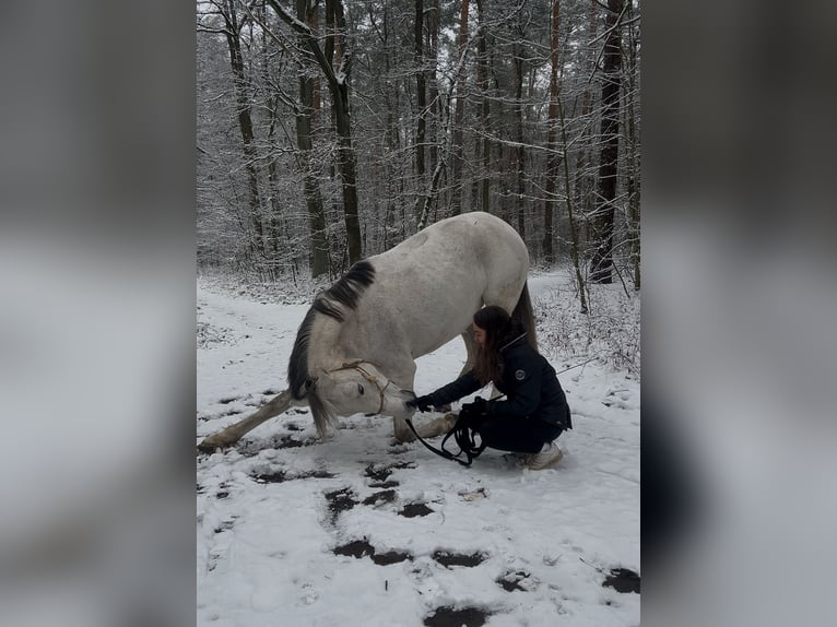 Duits sportpaard Merrie 10 Jaar 161 cm Schimmel in Klotzsche