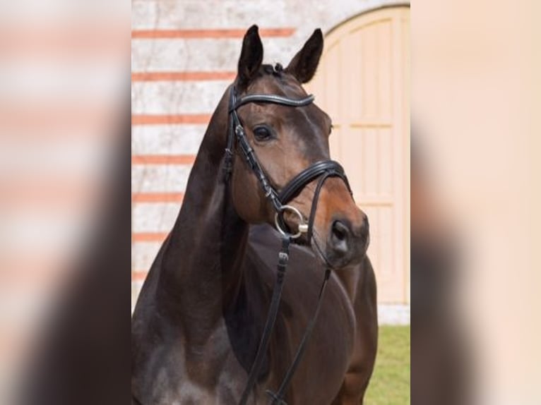 Duits sportpaard Merrie 10 Jaar 162 cm Donkerbruin in Karben