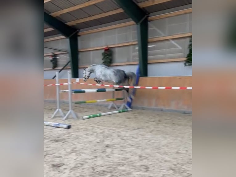 Duits sportpaard Merrie 10 Jaar 163 cm Schimmel in Sibbesse