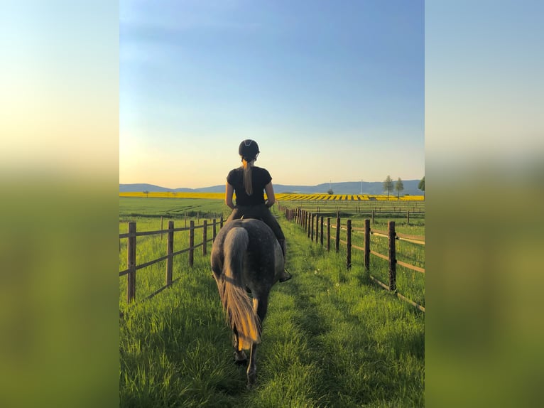 Duits sportpaard Merrie 10 Jaar 163 cm Schimmel in Sibbesse