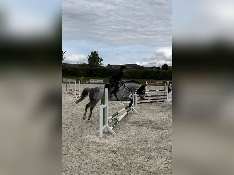 Duits sportpaard Merrie 10 Jaar 163 cm Schimmel in Sibbesse