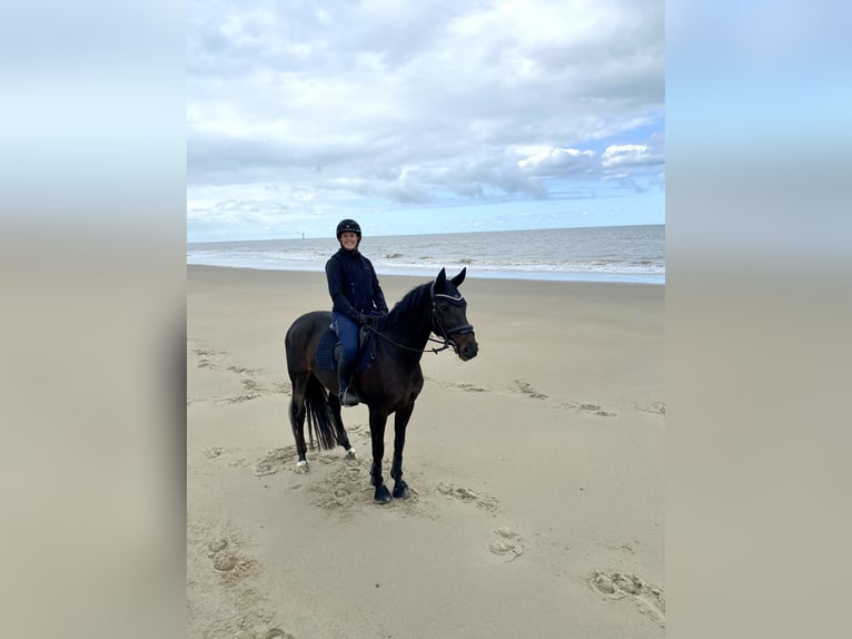 Duits sportpaard Merrie 10 Jaar 164 cm Donkerbruin in Mandelbachtal