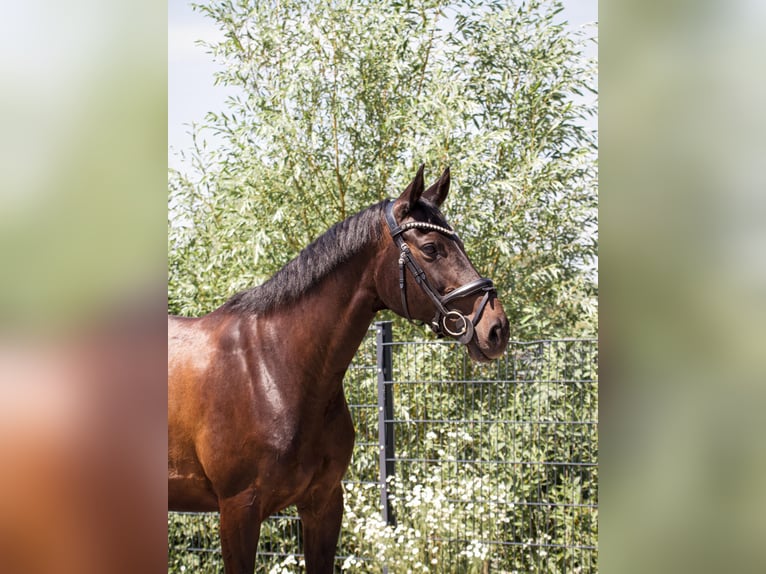 Duits sportpaard Merrie 10 Jaar 164 cm Donkerbruin in Mandelbachtal
