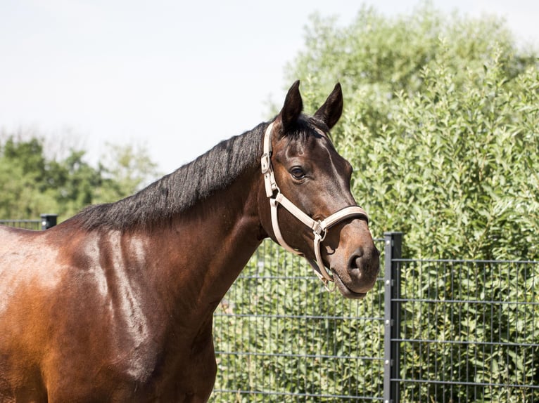 Duits sportpaard Merrie 10 Jaar 164 cm Donkerbruin in Mandelbachtal