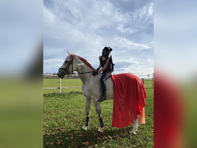 Duits sportpaard Merrie 10 Jaar 164 cm Schimmel in Holzkirchen