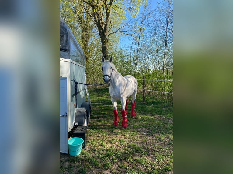 Duits sportpaard Merrie 10 Jaar 164 cm Schimmel in Holzkirchen