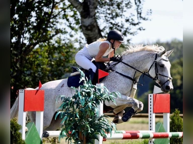 Duits sportpaard Merrie 10 Jaar 164 cm Schimmel in Holzkirchen