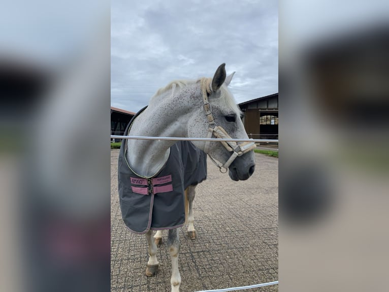 Duits sportpaard Merrie 10 Jaar 164 cm Schimmel in Holzkirchen