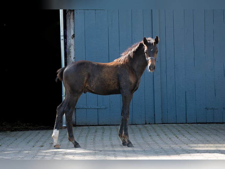 Duits sportpaard Merrie 10 Jaar 164 cm Zwart in Wustrow