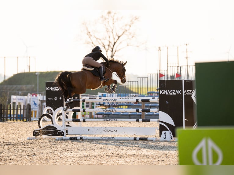 Duits sportpaard Merrie 10 Jaar 165 cm Bruin in Wrocław
