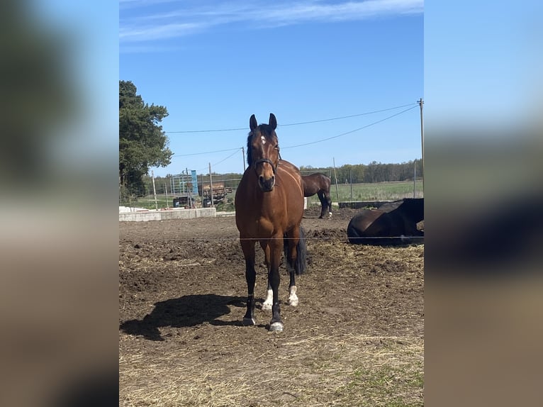 Duits sportpaard Merrie 10 Jaar 165 cm Bruin in Gohrau