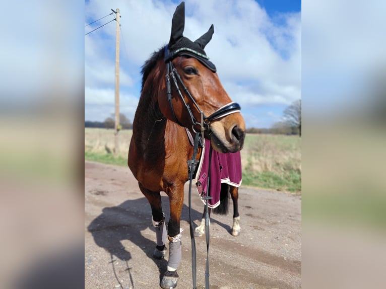 Duits sportpaard Merrie 10 Jaar 165 cm Bruin in Gohrau
