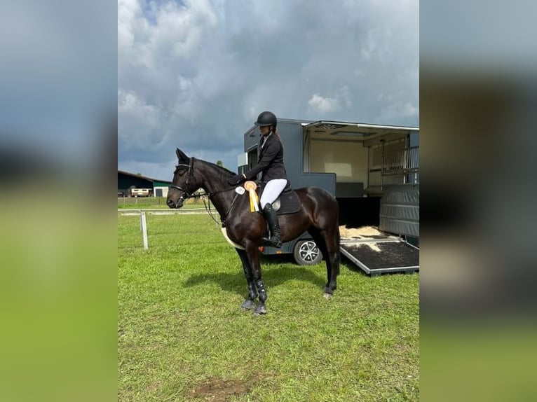 Duits sportpaard Merrie 10 Jaar 165 cm Donkerbruin in Handorf