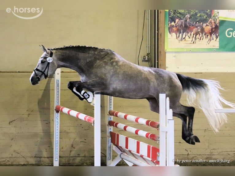 Duits sportpaard Merrie 10 Jaar 165 cm Schimmel in Priestewitz