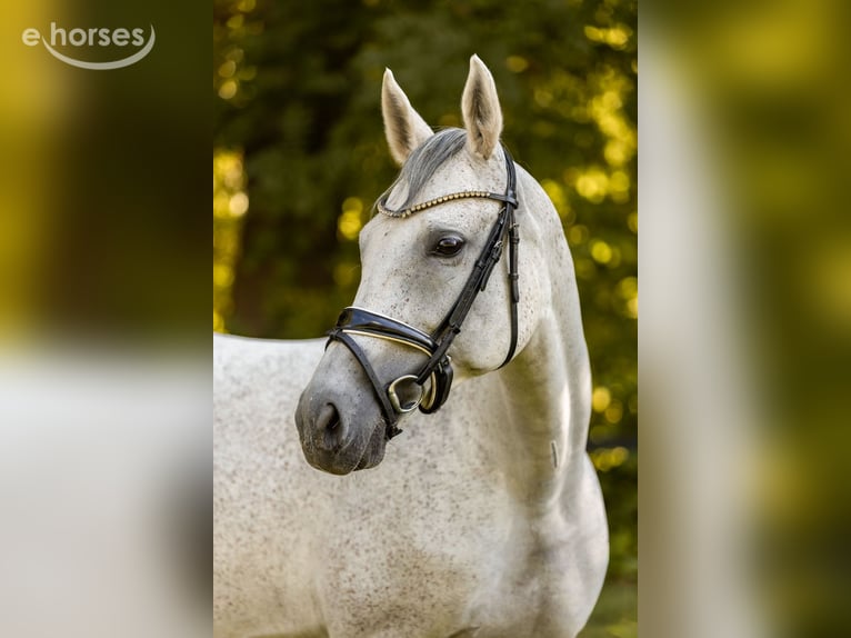 Duits sportpaard Merrie 10 Jaar 165 cm Schimmel in Priestewitz