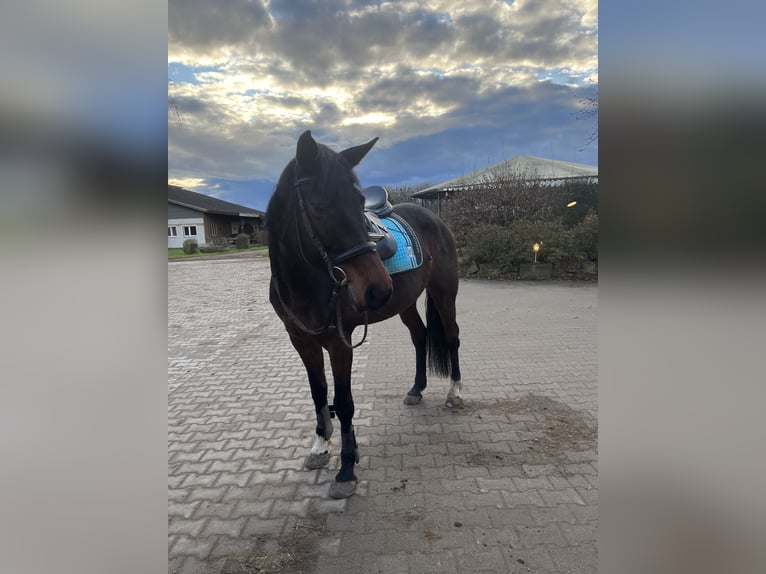 Duits sportpaard Merrie 10 Jaar 165 cm  in Offenburg
