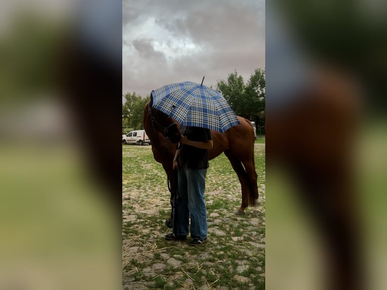 Duits sportpaard Merrie 10 Jaar 165 cm Vos in G&#xFC;tzkow