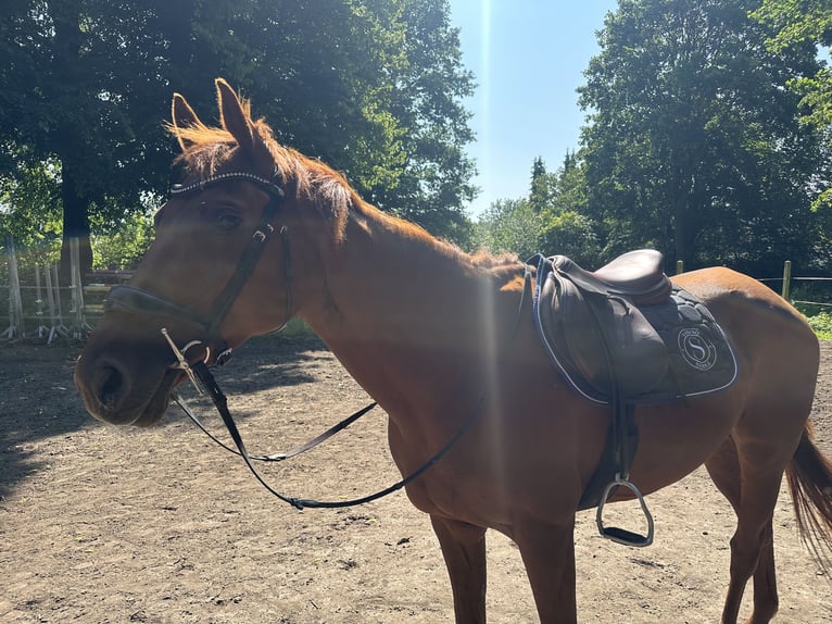 Duits sportpaard Merrie 10 Jaar 165 cm Vos in G&#xFC;tzkow