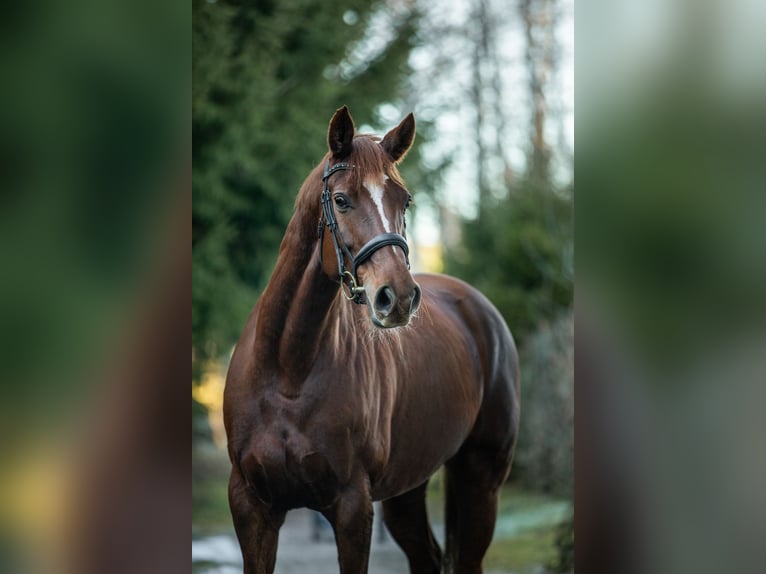 Duits sportpaard Merrie 10 Jaar 166 cm Donkere-vos in Wertach