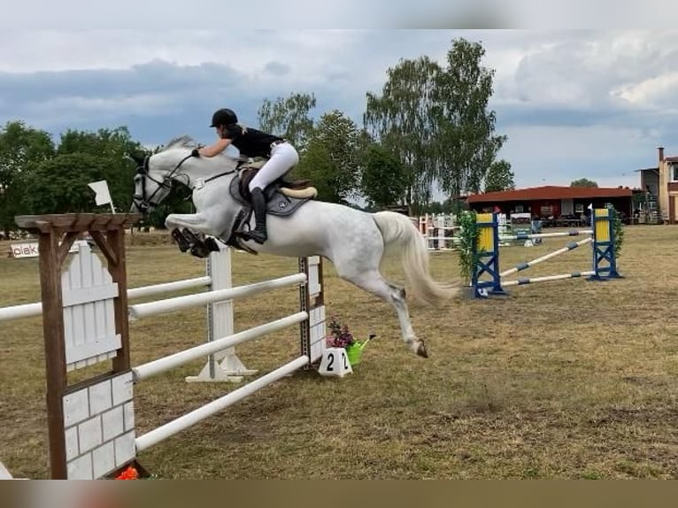 Duits sportpaard Merrie 10 Jaar 166 cm Schimmel in Gadow