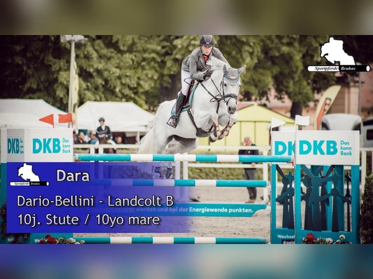 Duits sportpaard Merrie 10 Jaar 166 cm Schimmel in Gadow