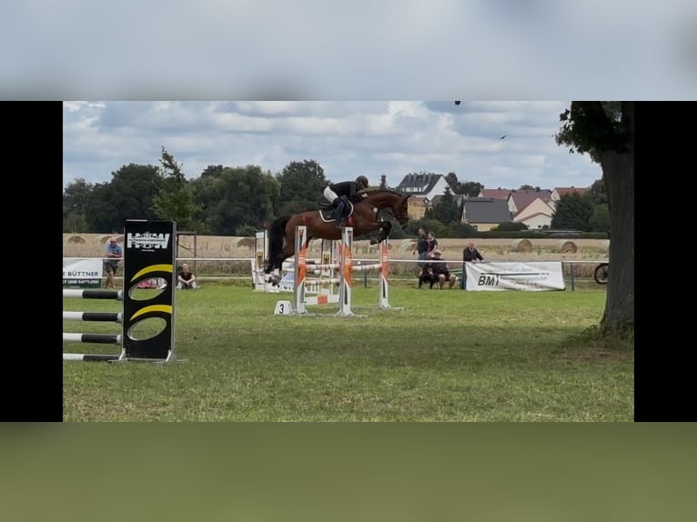 Duits sportpaard Merrie 10 Jaar 167 cm Bruin in Kemberg
