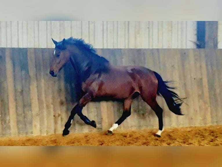 Duits sportpaard Merrie 10 Jaar 167 cm Bruin in Mertingen